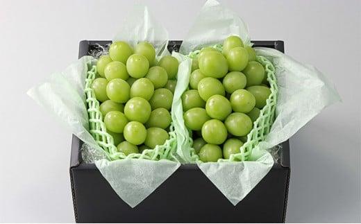 2025年シャインマスカット販売開始します。