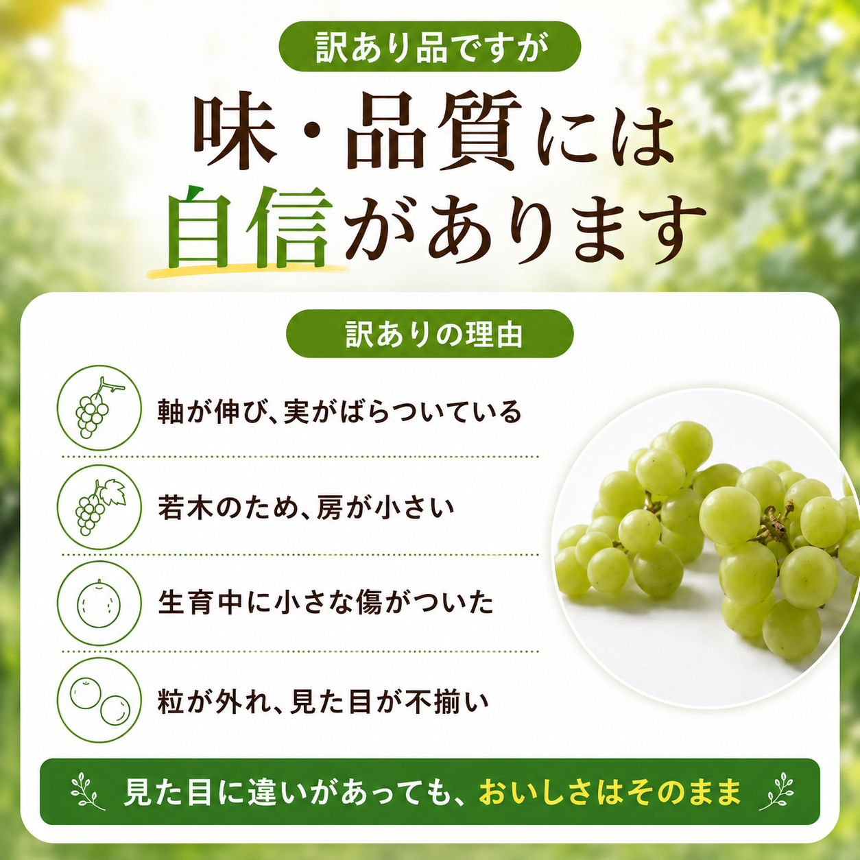 令和8年産 訳あり シャインマスカット 選べる 内容量 1kg 2kg 訳アリ わけあり マスカット ぶどう 葡萄 白ぶどう 白系 山形県産 2026年産 山形県 米沢市